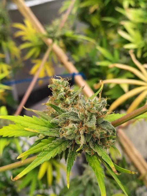 Sunset Sherbet Go Fast. Week 12