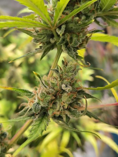 Sunset Sherbet Go Fast. Week 12