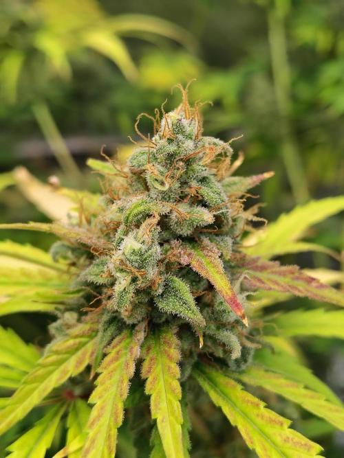 Sunset Sherbet Go Fast. Week 12