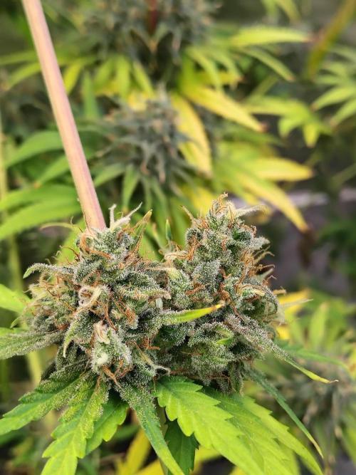 Sunset Sherbet Go Fast. Week 12