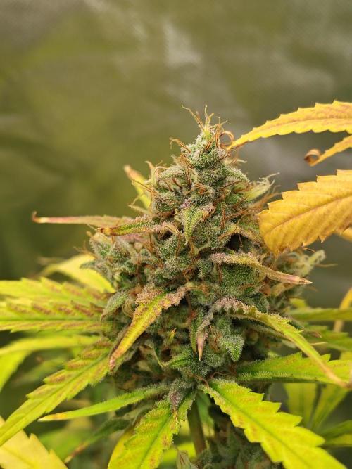 Sunset Sherbet Go Fast. Week 12