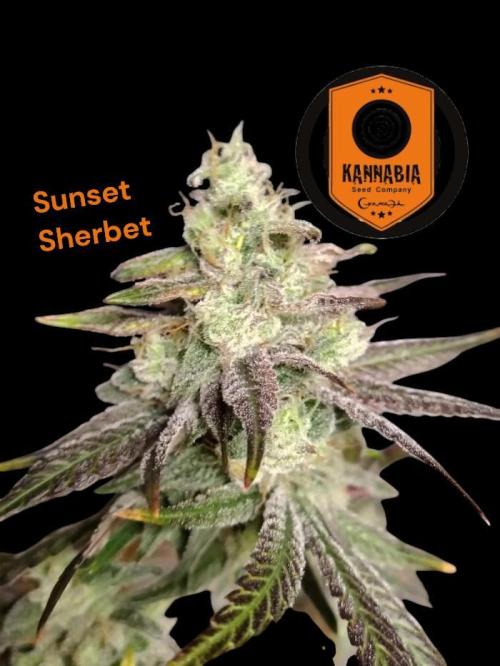 Sunset Sherbet. Week 12
