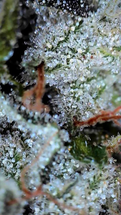 Blueberry Swirl. Week 19