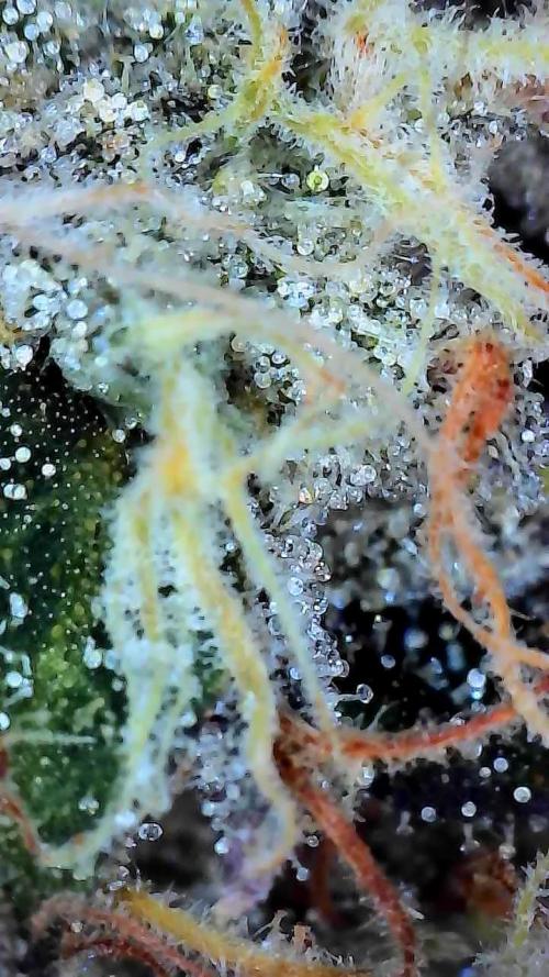 Blueberry Swirl. Week 19