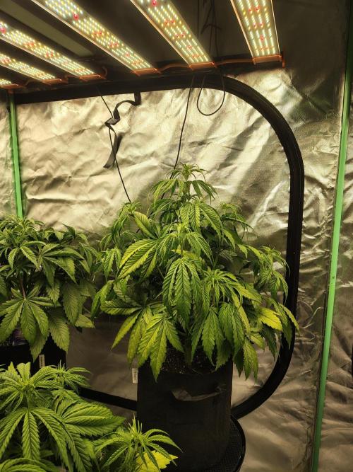 Goupy Banana. Week 4