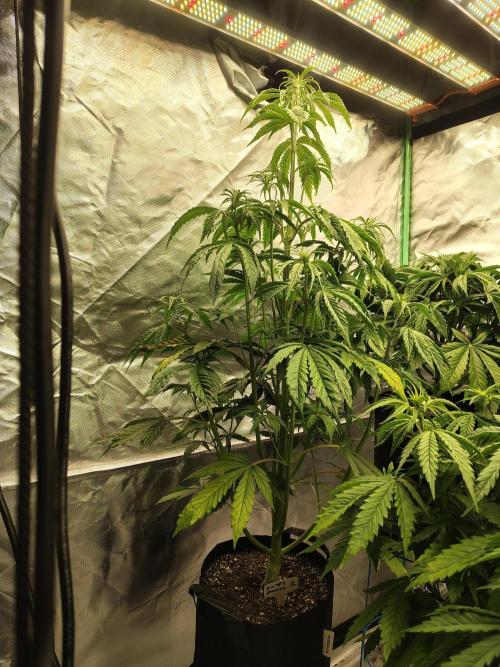 Goupy Banana. Week 4