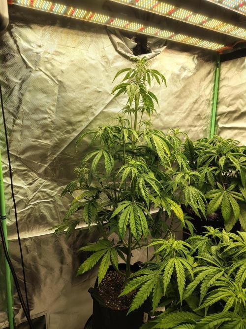 Goupy Banana. Week 4