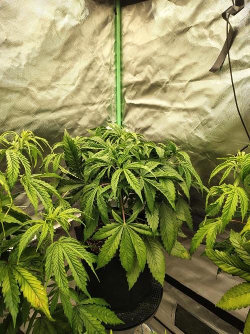 Sticky Broccoli. Week 4