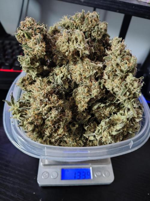 Sunset Sherbet. Week 13