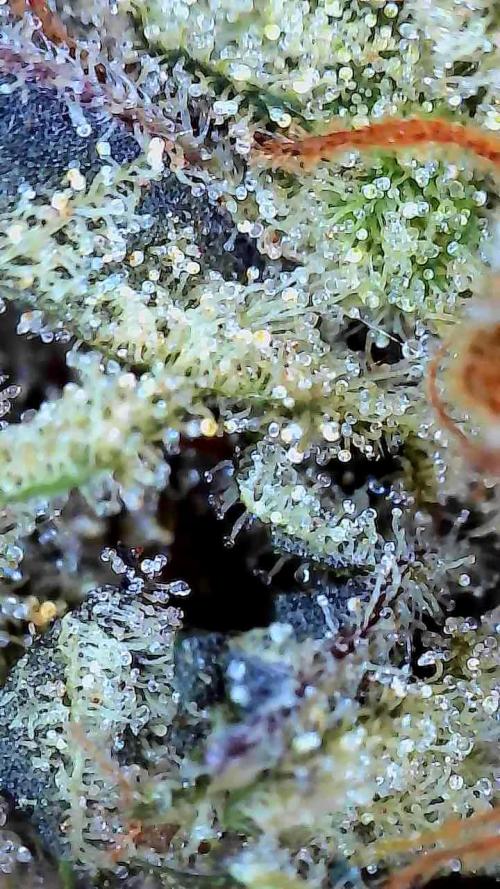 Sunset Sherbet. Week 13