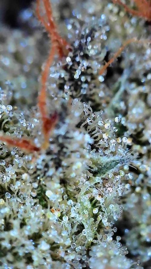 Sunset Sherbet. Week 13