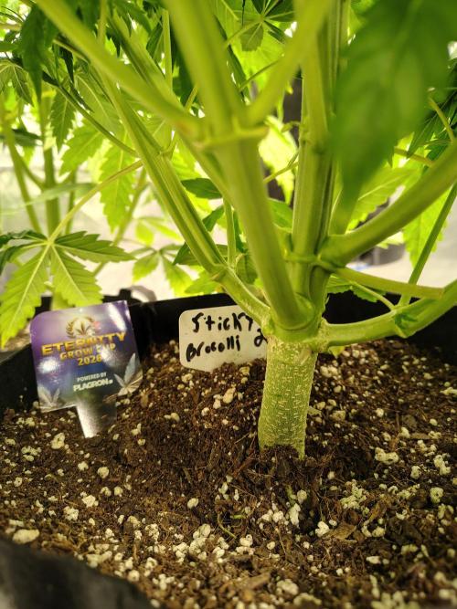Sticky Broccoli. Week 4