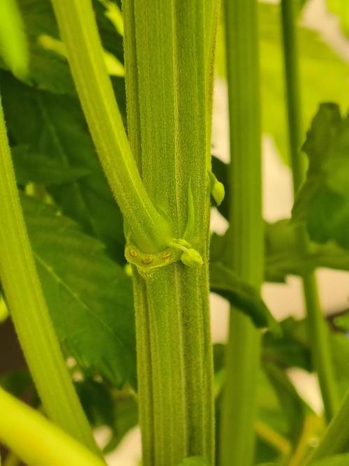 Sticky Broccoli. Week 4