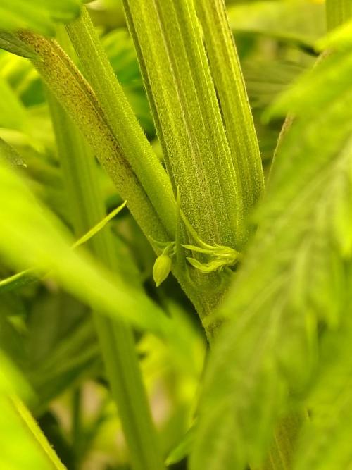 Sticky Broccoli. Week 4