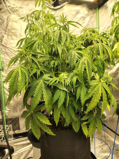 Sticky Broccoli. Week 4