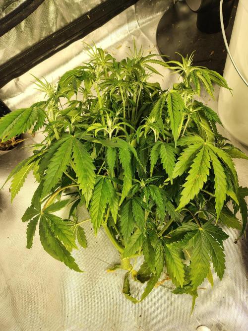 Sticky Broccoli. Week 4