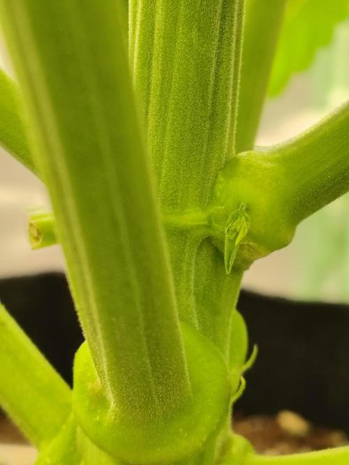 Sticky Broccoli. Week 4