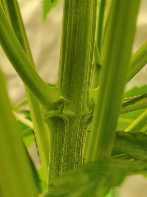 Sticky Broccoli. Week 4