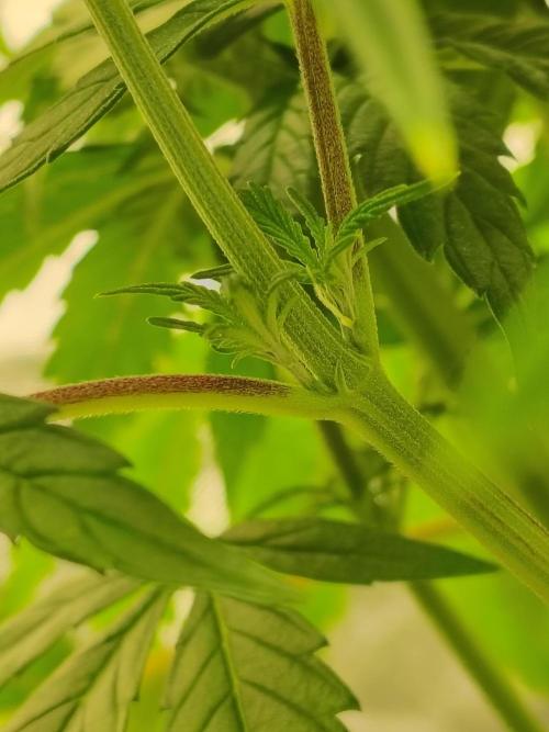 Sticky Broccoli. Week 4