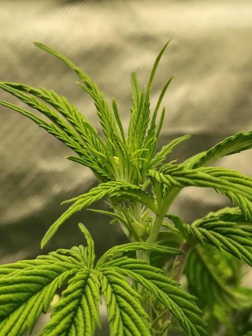 Sticky Broccoli. Week 4