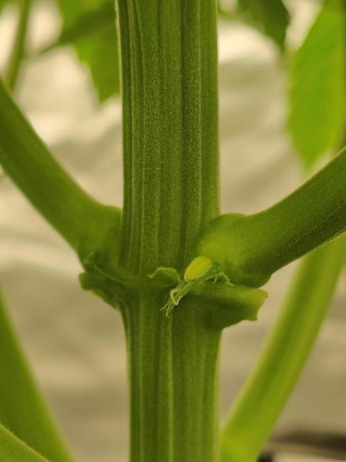 Sticky Broccoli. Week 4