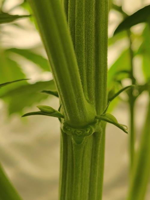 Sticky Broccoli. Week 4