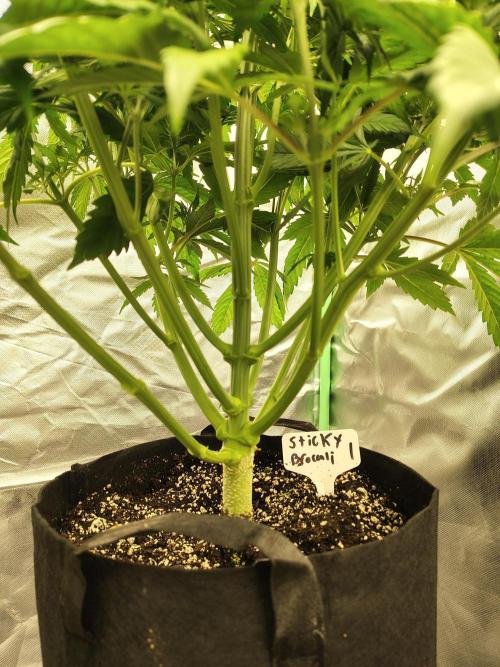 Sticky Broccoli. Week 4