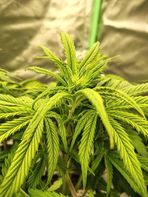 Sticky Broccoli. Week 4