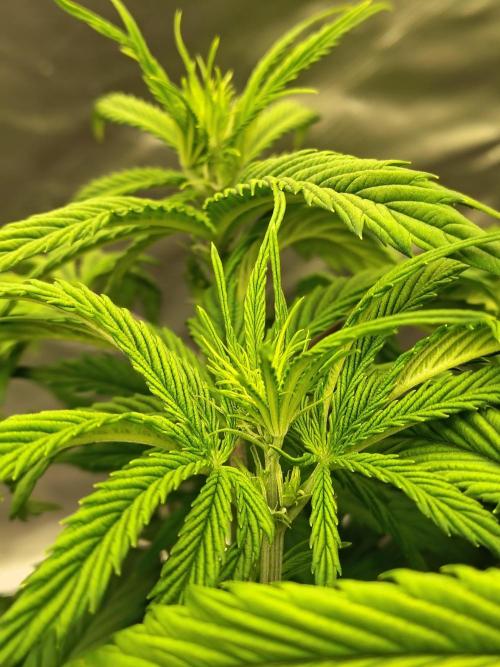 Sticky Broccoli. Week 4