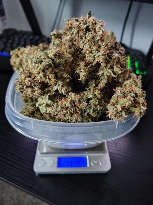 Sunset Sherbet Go Fast. Week 13