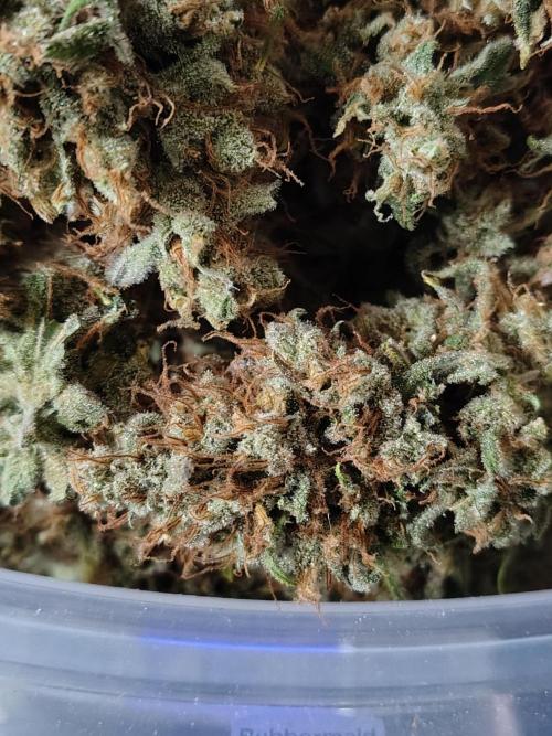 Sunset Sherbet Go Fast. Week 13