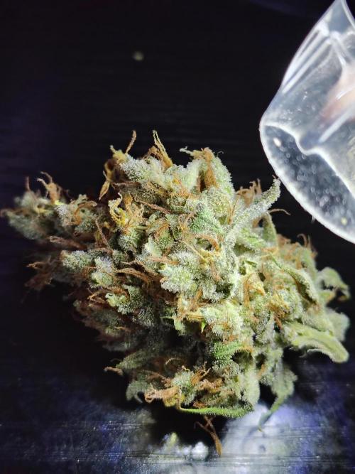 Sunset Sherbet Go Fast. Week 13