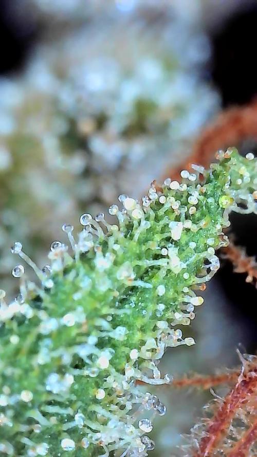 Sunset Sherbet Go Fast. Week 13