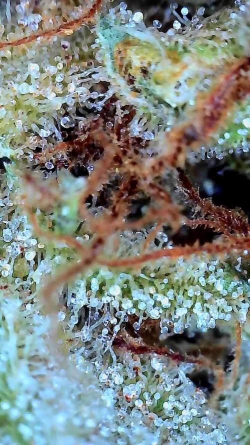 Sunset Sherbet Go Fast. Week 13