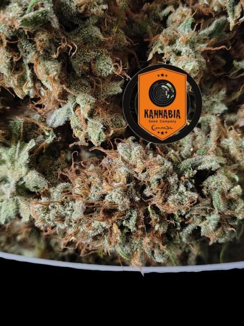 Sunset Sherbet Go Fast. Week 13