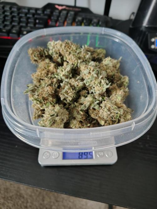 Mango Sherb S1. Week 13