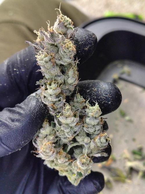 RS11 (Rainbow Sherbet). Week 13