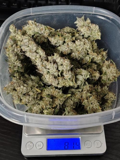 RS11 (Rainbow Sherbet). Week 13