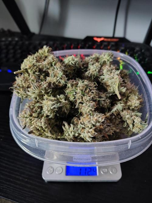 RS11 (Rainbow Sherbet). Week 13