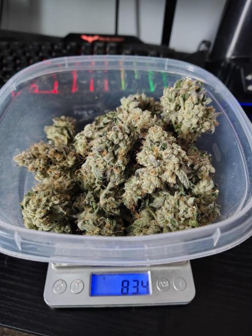 RS11 (Rainbow Sherbet). Week 13