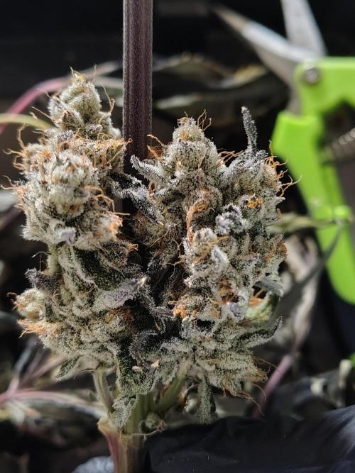 RS11 (Rainbow Sherbet). Week 13