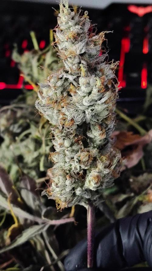 RS11 (Rainbow Sherbet)