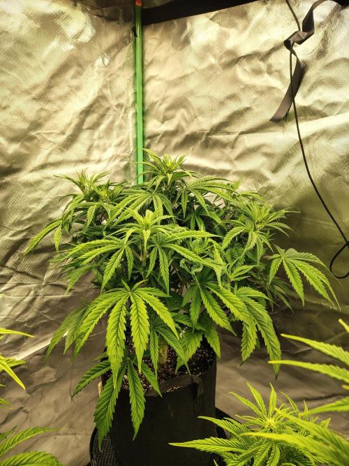 Sticky Broccoli. Week 5