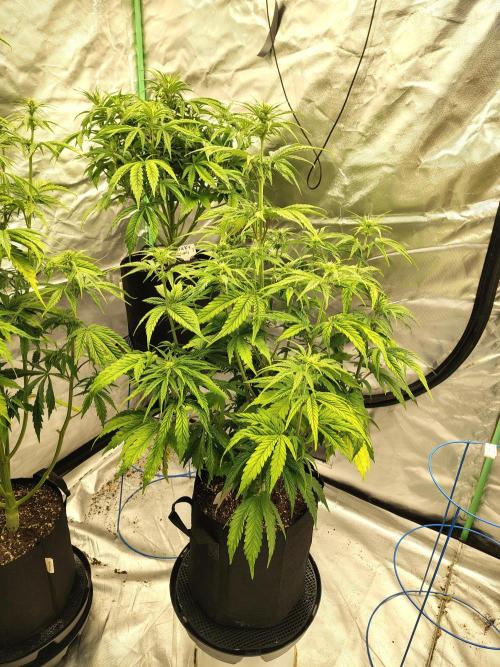 Goupy Banana. Week 5