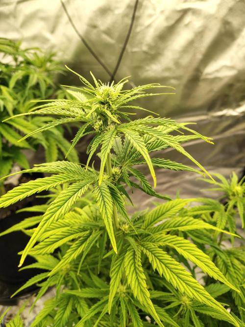 Goupy Banana. Week 5