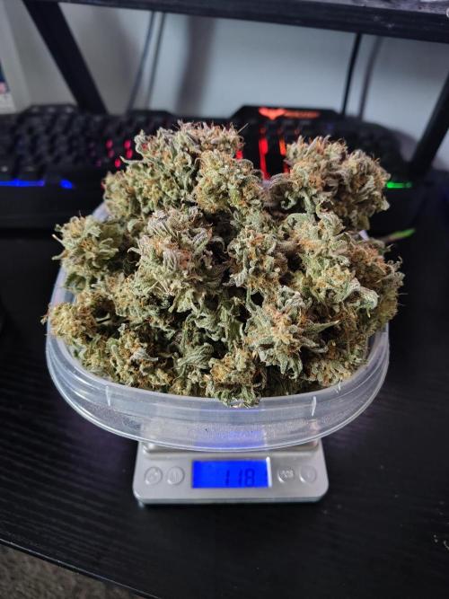 Sewer Fruit. Week 14