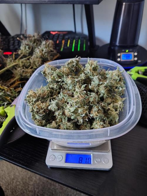 Sewer Fruit. Week 14