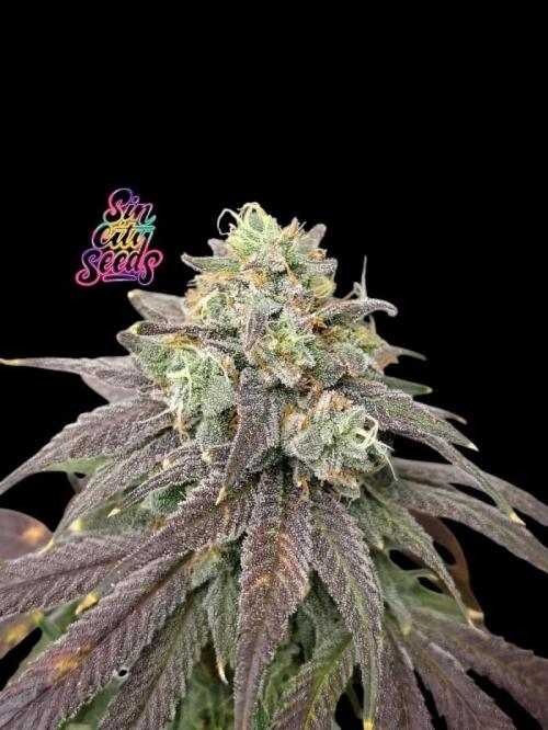 Sewer Fruit. Week 14