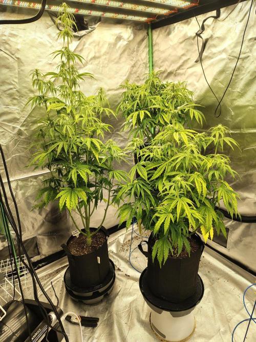 Goupy Banana. Week 5