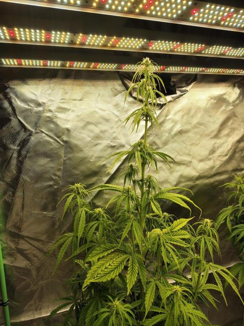 Goupy Banana. Week 5